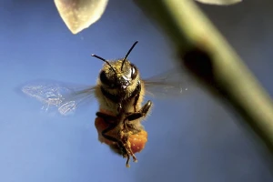 more-than-honey-film