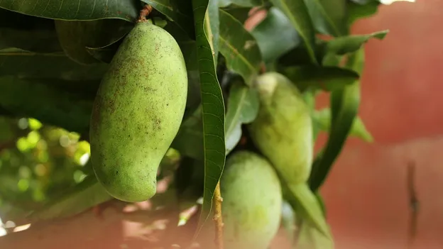 Maos Mango